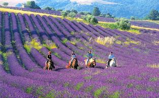 藏马山四季花海