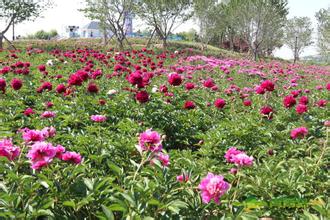 藏马山芍药园