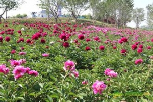 u=775055221,3672227921&fm=15&gp=0 藏马山芍药园