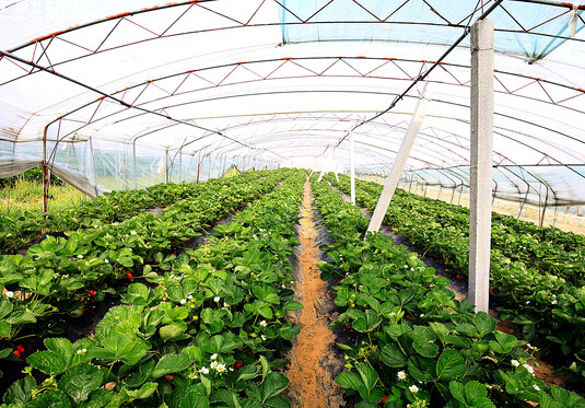 藏马山生态观光园