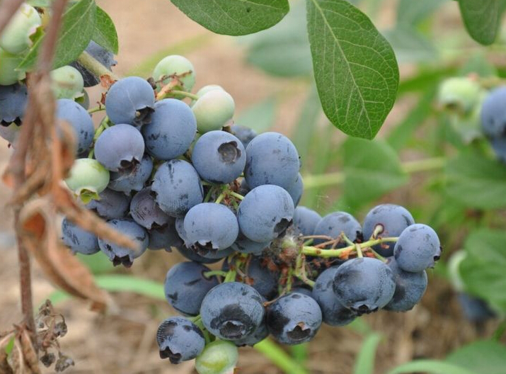 藏马山生态观光园