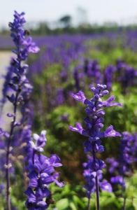 藏马山四季花海