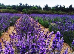 藏马山四季花海