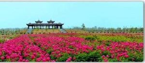 u=1041324955,1991988695&fm=21&gp=0 藏马山芍药园