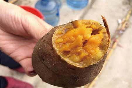 南澳金薯