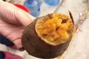 南澳金薯
