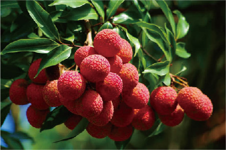 南澳黄花山荔枝