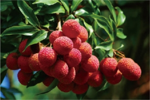 南澳黄花山荔枝