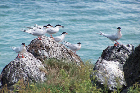 南澳-23 南澳候鸟省级自然保护区