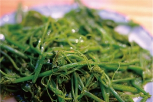 南澳岛龙须菜
