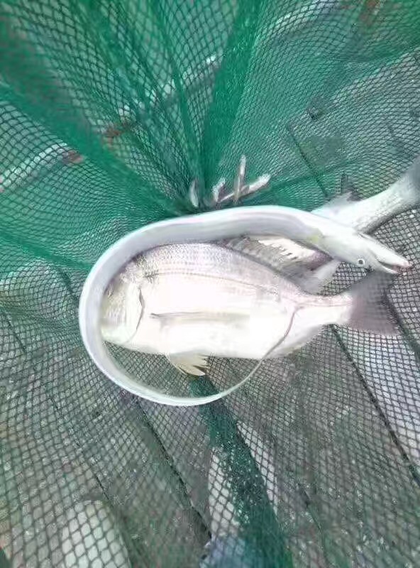 东顺渔乐湾層棚