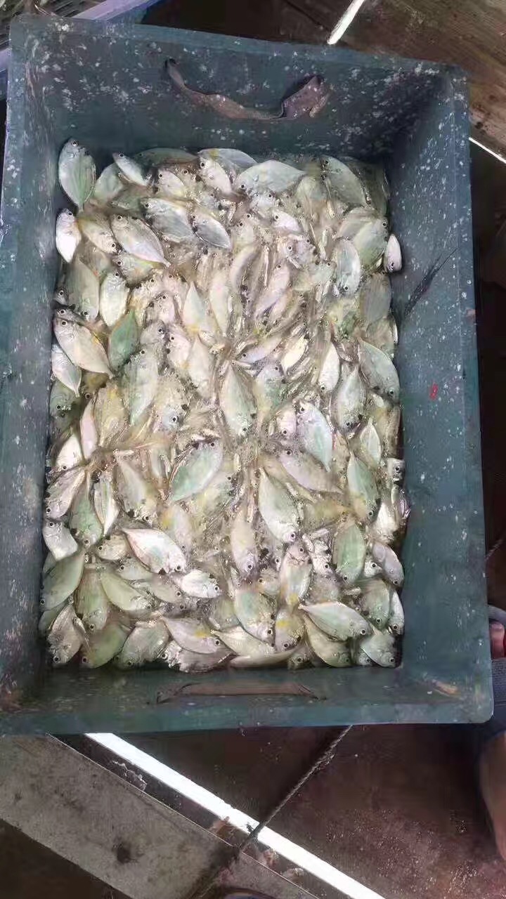 东顺渔乐湾層棚