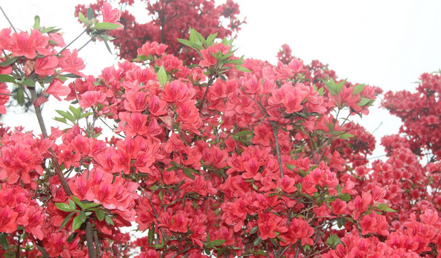 杜鹃花