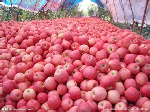 u=1797544885,3616324373&fm=21&gp=0 苹果