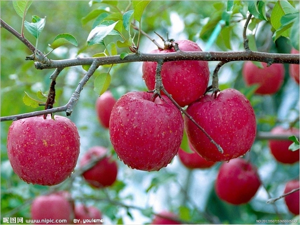 6440115_153655505178_2 苹果