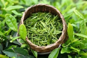 绿茶