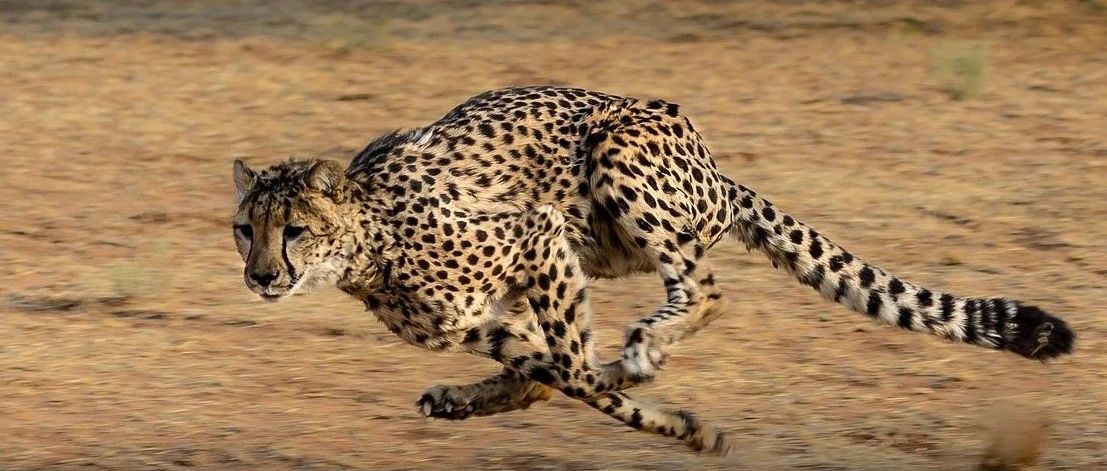 究竟什么是敏捷？