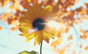 静待花开花自开