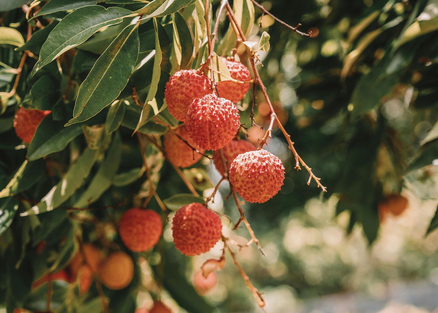 lychee-project-management-1